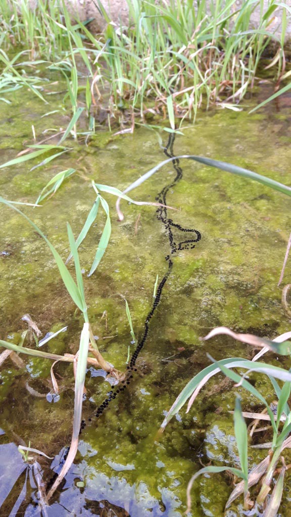 I fossi e lo stagno di Baratti (Piombino - LI)